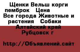 Щенки Вельш корги пемброк › Цена ­ 35 000 - Все города Животные и растения » Собаки   . Алтайский край,Рубцовск г.